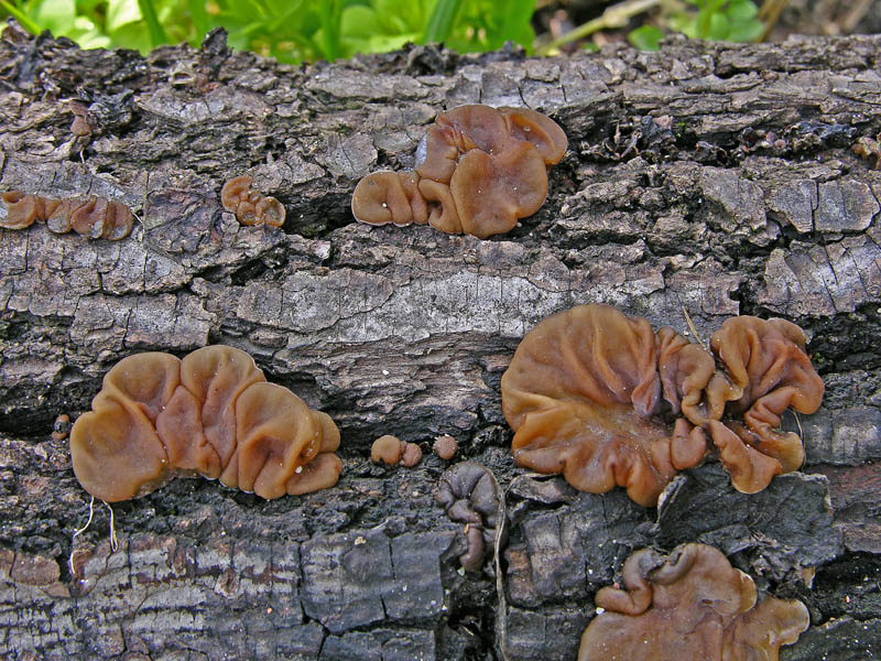 Ritrovamenti sabato 31.